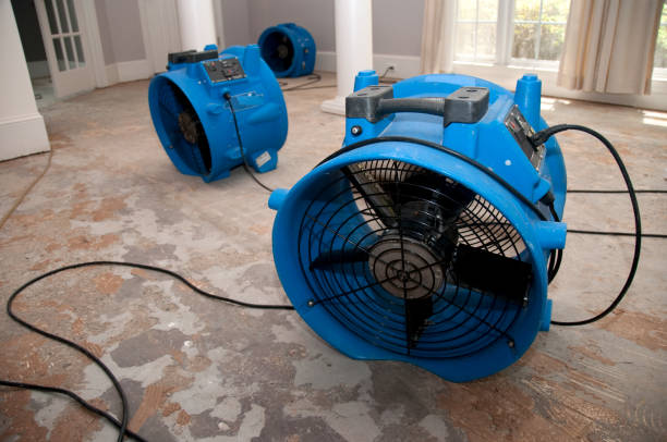 Best Mold removal after water damage  in Shawsville, VA